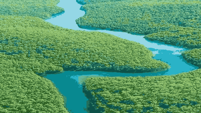 Amazon Forest 11