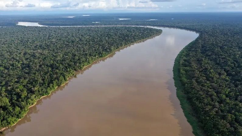 Amazon Forest 4
