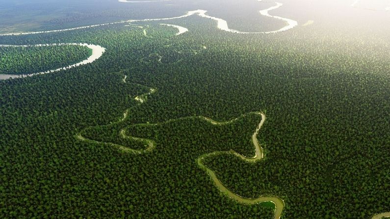 Amazon Forest 5