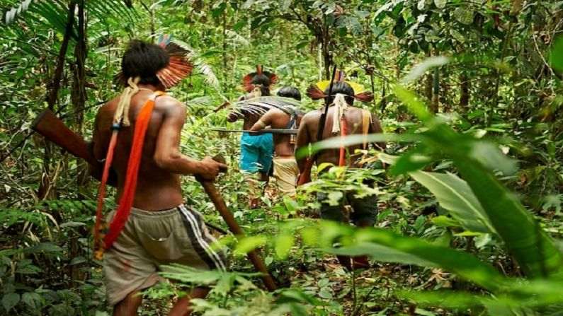 Amazon Forest 6