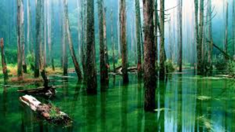 Amazon Forest 8
