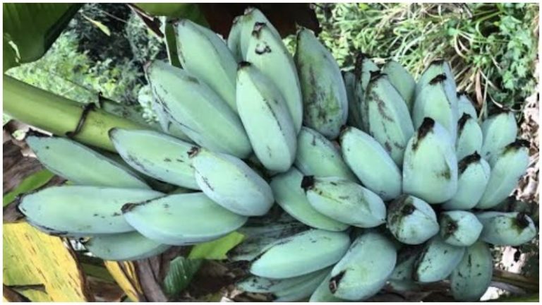 Blue Banana 2