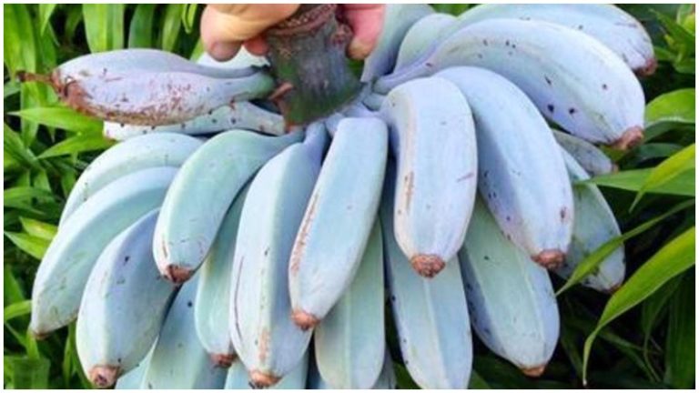 Blue Banana 3