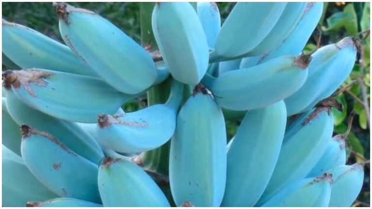 Blue Banana 4