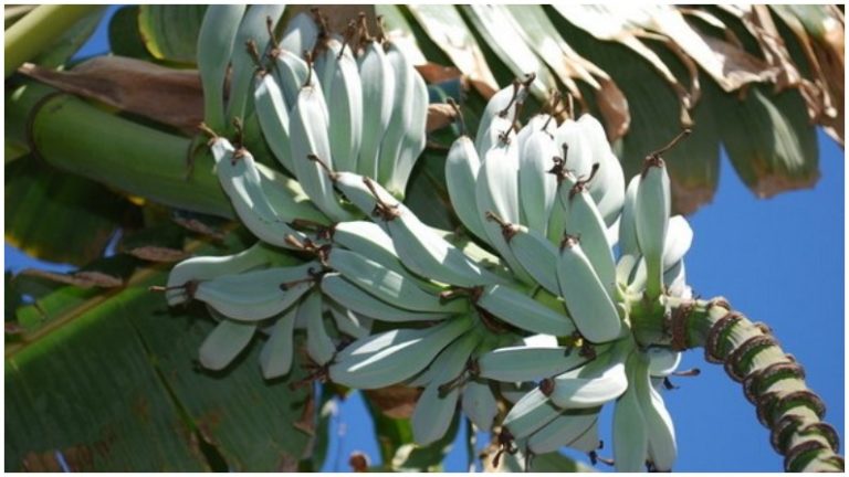 Blue Banana 5
