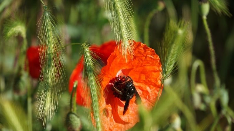 Giant Bees