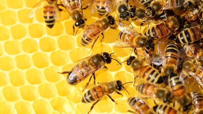 Honeybee 1