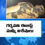 పూజారిగా భావించిన ఈజిప్ట్ మమ్మీ గర్భవతి మమ్మీ!