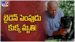 Biden Dog Dies: అమెరికా అధ్యక్షుడి బైడెన్ పెంపుడు కుక్క మృతి... ( వీడియో )