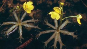 Bladderwort Plant: మాంసాహార మొక్కలుంటాయనే విషయం మీకు తెలుసా..! క్రిమికీటకాలే కాదు బల్లులు ఈ మొక్కకు ఆహారమే
