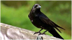 Viral Photos : ఈ కాకి జాతి పేరు కొవిడ్ నుంచి పుట్టింది..! అందుకే ఇవి చాలా తెలివైన కాకులట..