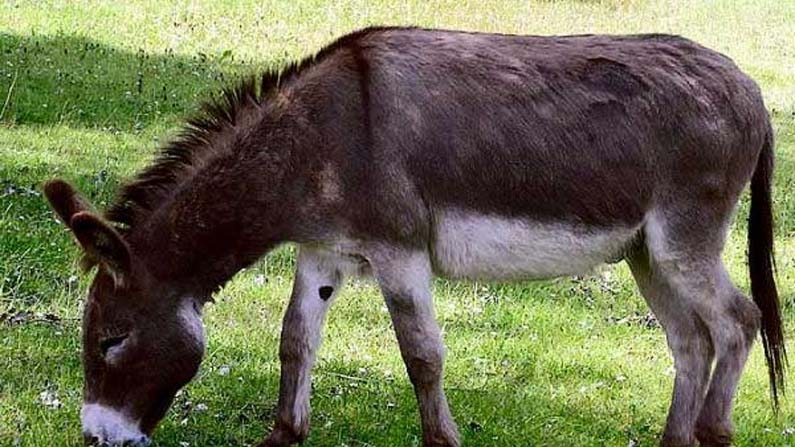 Donkey Meat: గాడిద మాంసాన్ని లొట్ట‌లేసుకొని తింటున్న జ‌నాలు.. ఎక్క‌డో