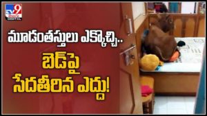 మూడంతస్తులు ఎక్కొచ్చి బెడ్ పై సీదతీరుతున్న ఎద్దు వైరల్ అవుతున్న వీడియో :Bull king climbed into 3-storey house video viral.