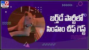 బర్త్‌డే పార్టీలో సింహం చీఫ్ గెస్ట్..అదిరిపోయే ట్విస్ట్!వైరల్ అవుతున్న వీడియో :Lion as party video.