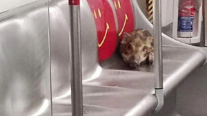 Viral Video: ట్రైన్‌లో జర్నీ చేసిన అడవి పంది.. పట్టుకునేందుకు వచ్చిన సిబ్బందికి ముప్పుతిప్పలు.!