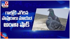 Viral Video: గాల్లోకి ఎగిరిన పావురాలు మాయం..! అంతా షాక్... అసలేం జరిగింది..! ( వీడియో )