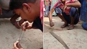 Viral Video: నాగుపాముకు ప్రాణం పోసిన యువకుడు.. స్ట్రాతో ఊపిరి ఊదుతూ.. వైరల్‌గా మారిన వీడియో.!