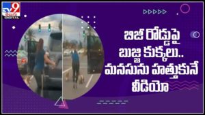 బిజీ రోడ్డుపైకి బుజ్జి కుక్కలు.. దారి తప్పిన వాటిని ఓ దరి చేర్చిన మహిళంటూ నెటిజన్ల భావోద్వేగం!:Viral Video.