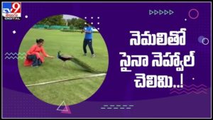 నెమలితో ఆటలాడుతున్న బ్యాడ్మింటన్ స్టార్ సైనా నెహ్వాల్..!వైరల్ అవుతున్న వీడియో :Saina Nehwal feeds Peacock Video.