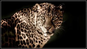 వావ్ ! 'స్వీటే ఆయుధం కాగా'... బర్త్ డే కేక్ విసిరి చిరుత దాడి నుంచి తప్పించుకున్నారు.. ఎక్కడంటే..?