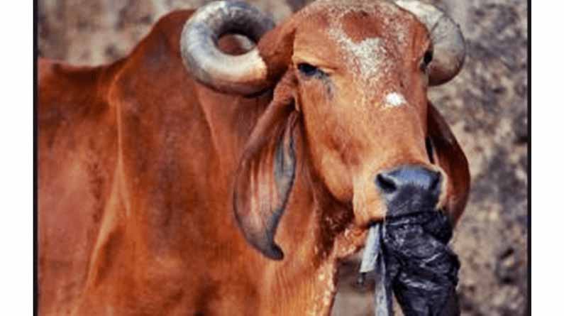 Cows: Cows can digest plastic. For that, they’ve a particular association of their abdomen.
