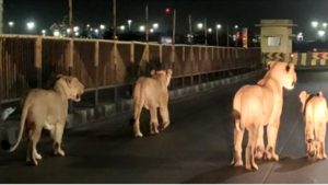 Viral Video: దర్జాగా రోడ్డుపై సింహాల నైట్ వాక్.. దడుసుకున్న స్థానికులు.. వీడియో వైరల్.!