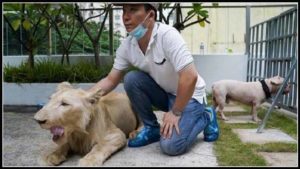 ఆ పెంపుడు సింహాన్ని ఆ యజమానికి ఇచ్చేయండి...అధికారులకు కాంబోడియా ప్రధాని ఆదేశం