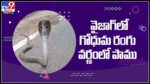 Rare Snake Video: వైజాగ్ శేషాచలం అడవుల్లో బంగారు రంగు వర్ణంలో త్రాచు పాము...వైరల్ అవుతున్న వీడియో.