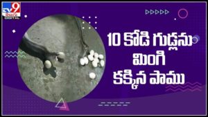 10 కోడి గుడ్లను మింగి కక్కిన భారీ పాము..అల ఎలా అంటూ వీడియో చూసి షాక్ అవుతున్న నెటిజన్లు :Snake Viral Video.