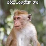 ఉత్తమ ఎంప్లాయ్‌గా గుర్తింపు పొందిన ‘కోతి’