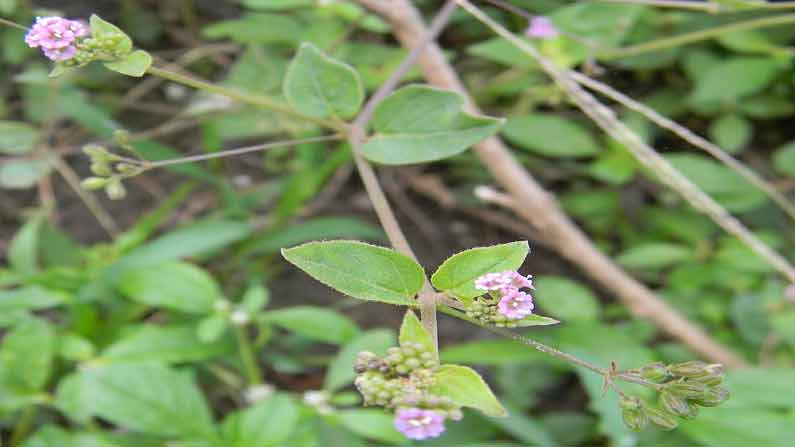 Punarnava-Ayurveda: డయాలసిస్ చేయాల్సిన సమయంలో కూడా ఈ ఆకు రసం తాగితే..  కిడ్నీ సమస్యలు దూరం | Atikamamidi aaku health benefits and uses in telugu |  TV9 Telugu