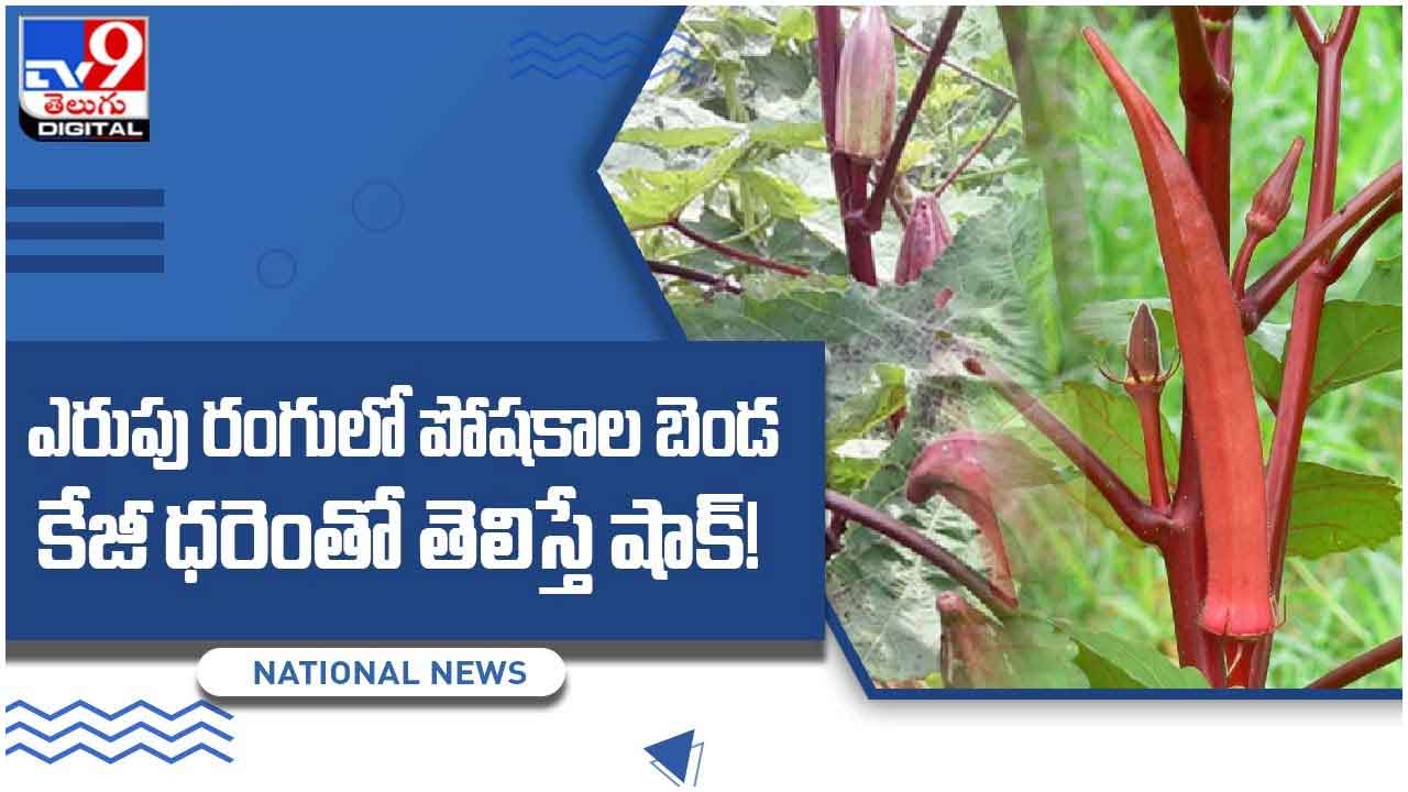 Red Ladyfinger ఎరుపు రంగులో పోషకాల బెండ, కేజీ ధరెంతో తెలిస్తే షాక్‌.. వీడియో Red lady finger