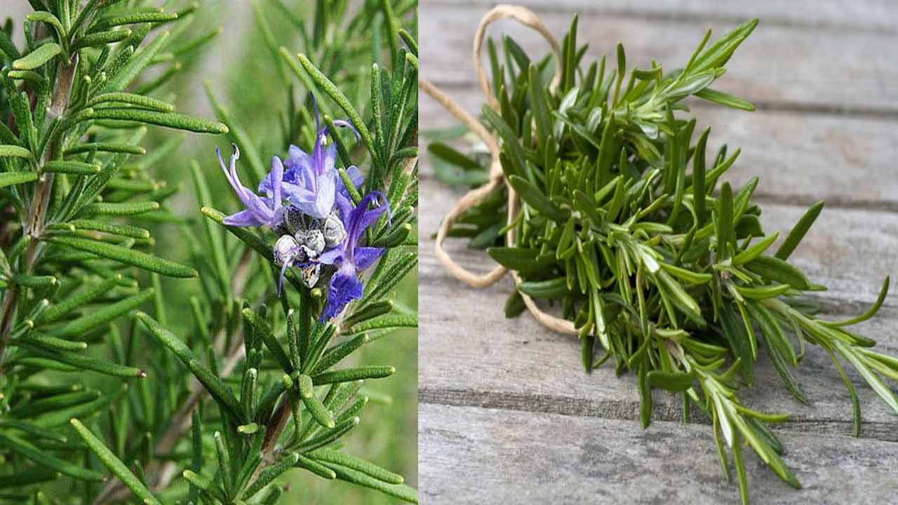 What We Call Rosemary In Nepali