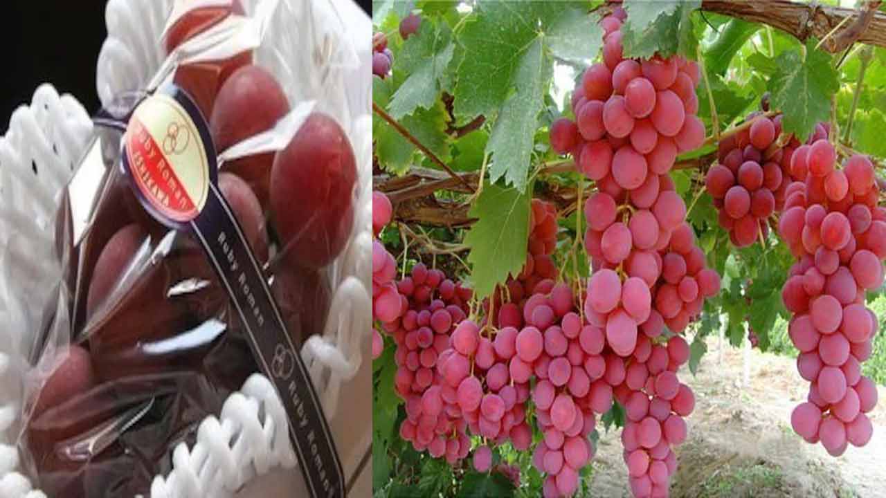Ruby Roman Grapes ప్రపంచ ప్రసిద్ధి చెందిన అత్యంత విలాసవంతమైన, ఖరీదైన