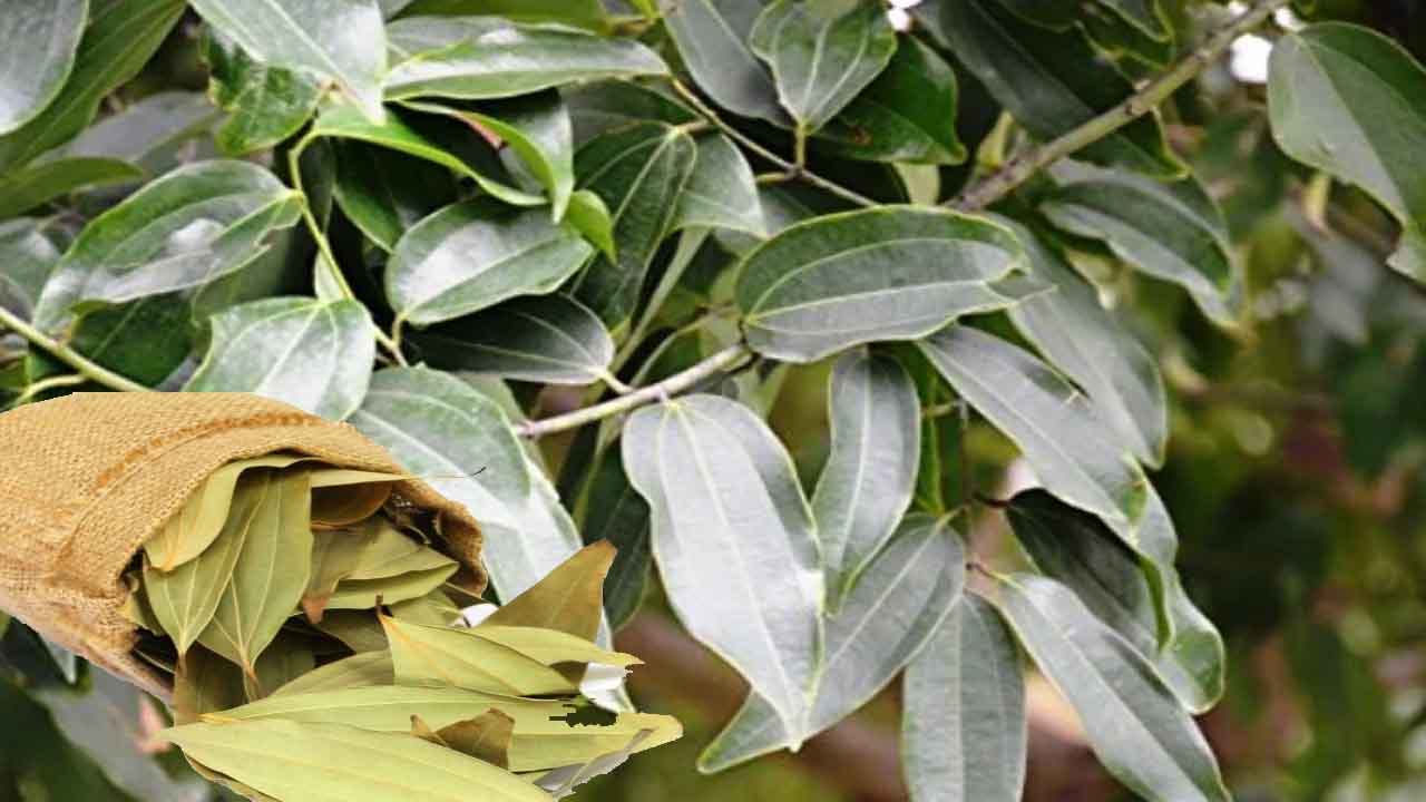 Biryani Leaf బిర్యానీ ఆకు సాగుతో లక్షల్లో సంపాదన కేవలం 50 మొక్కలతో