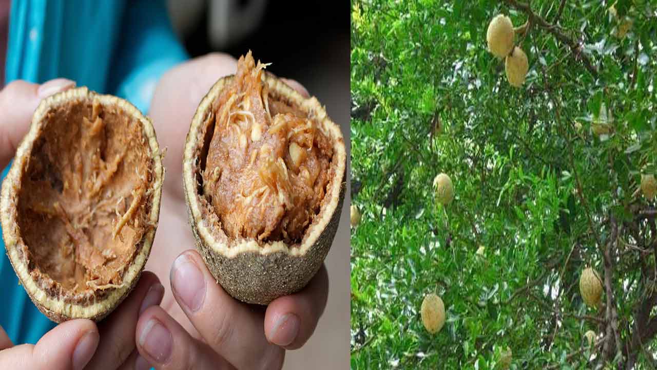 Wood Apple ఈ సీజన్ లో దొరికే వెలగపండు ఇచ్చే ఆరోగ్య ప్రయోజనాలు ఎన్నో.. అయితే వీరు మాత్రం దూరంగా