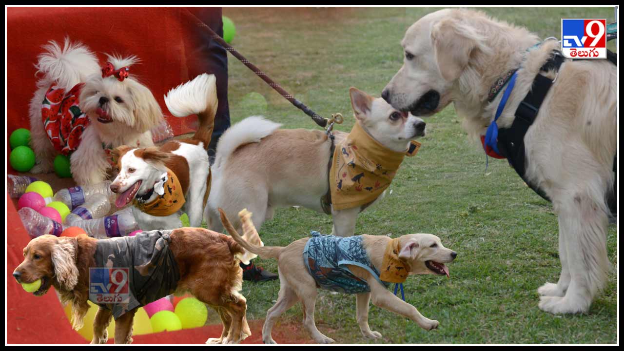 Dog Show భాగ్యనగరవాసులను అలరించిన డాగ్ షో.. వైరల్ అవుతున్న ఫొటోస్