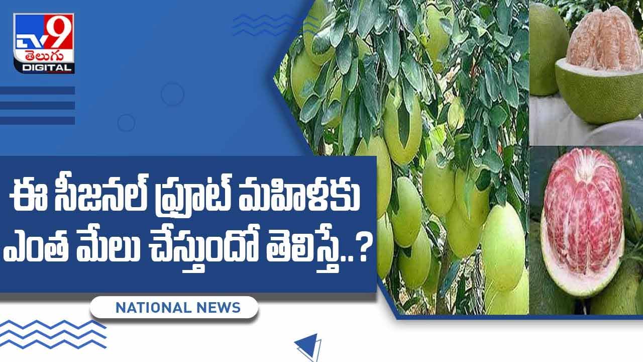 Pomelo Fruit ఈ సీజనల్ ఫ్రూట్ మహిళకు ఎంత మేలు చేస్తుందో తెలిస్తే