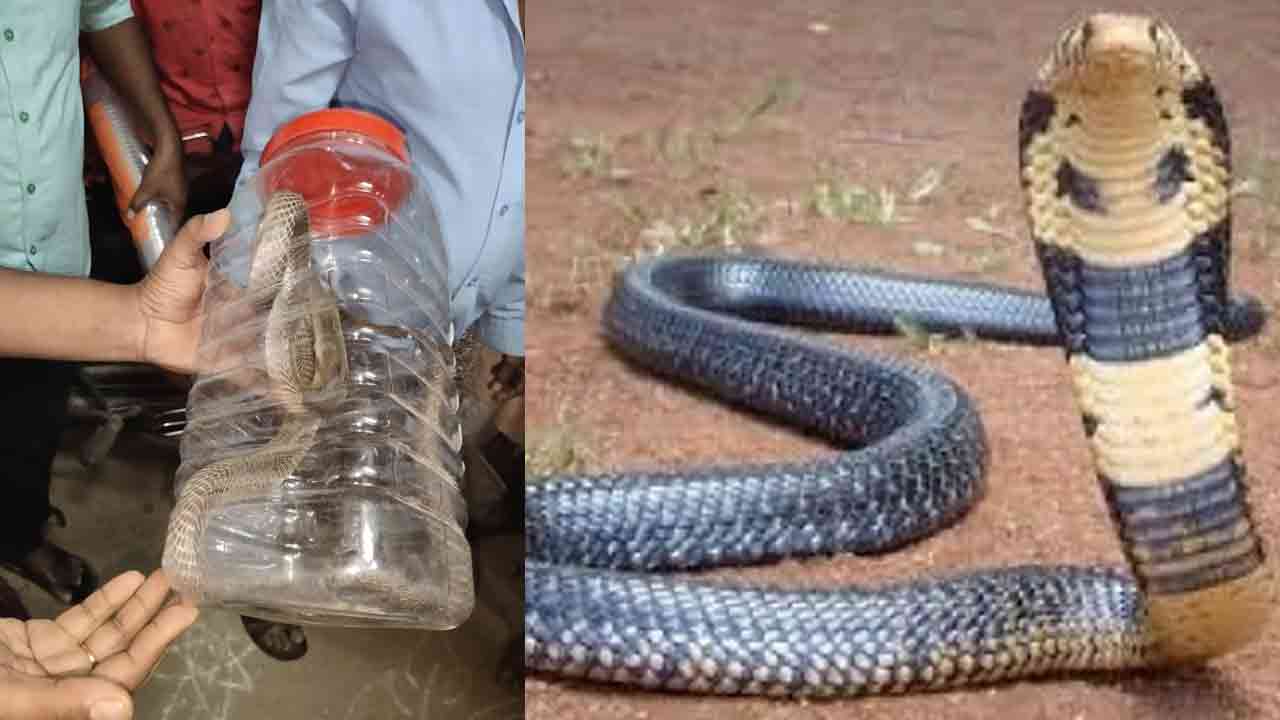 Snake Catcher అతనంటే విష సర్ఫాలకు హడల్.. ఎలాంటి పామైనా ఇట్టే పట్టేస్తాడు.. ఎక్కడంటే Famous