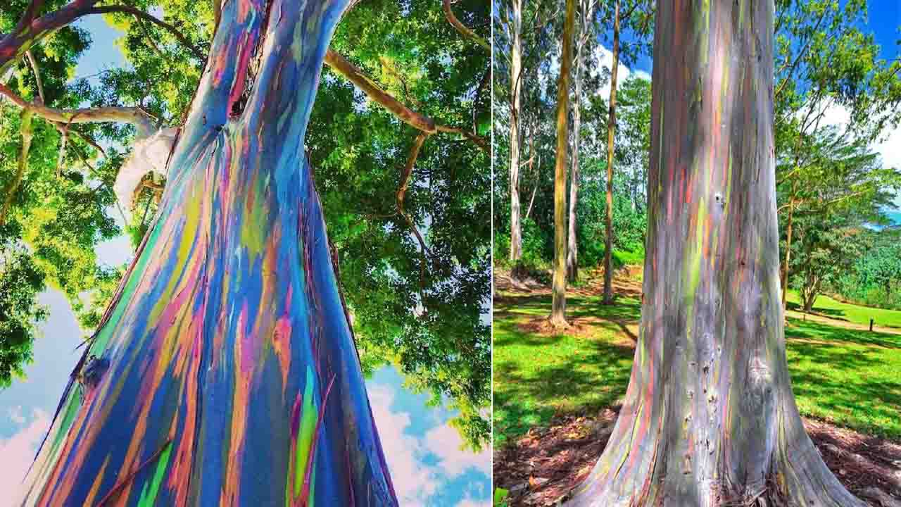 colorful-trees