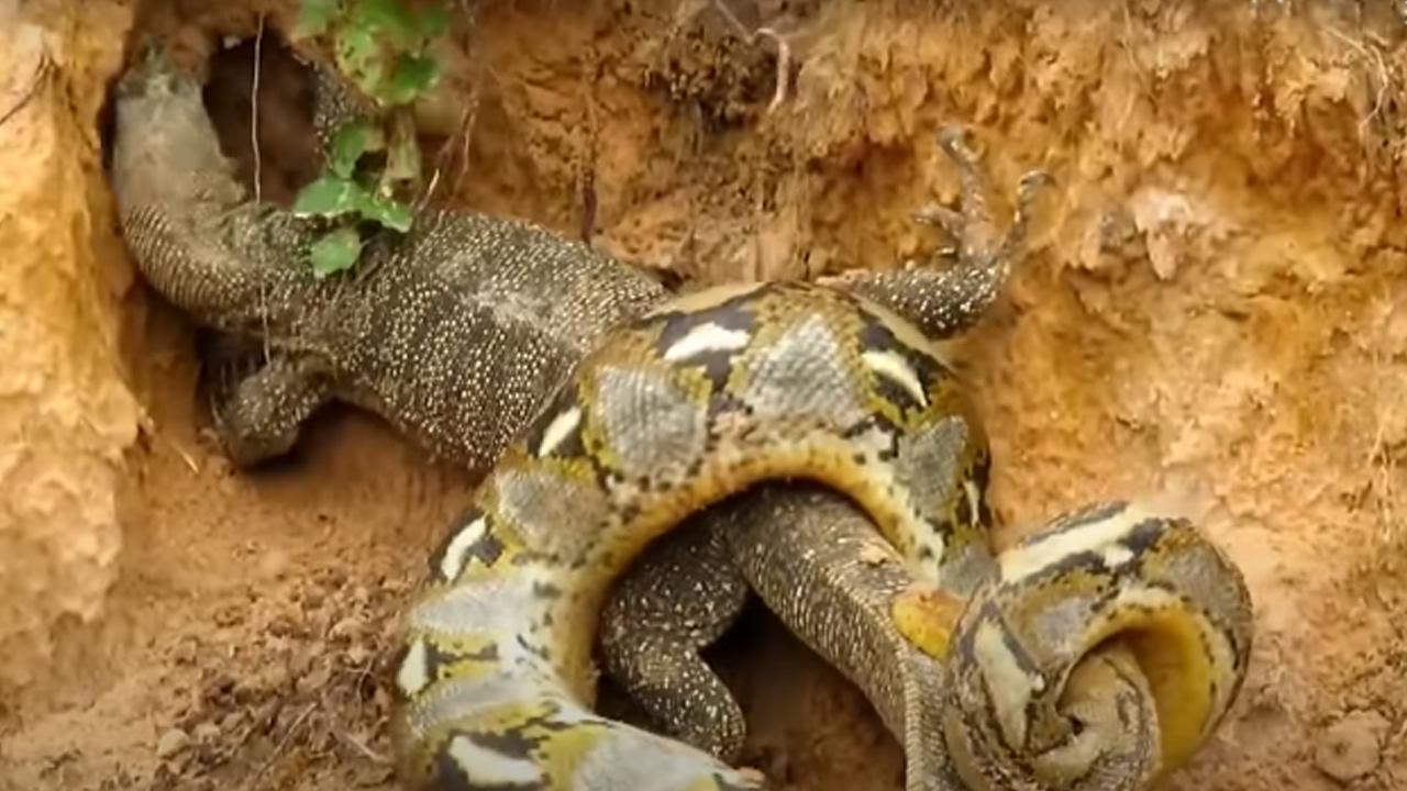 Viral Video తగ్గేదే లే.. కొండచిలువ ఉడుము మధ్య ఫైట్.. గెలిచింది ఎవరో