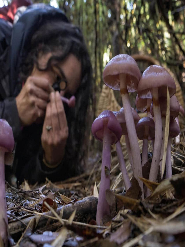 మానవ భాషలో మాట్లాడుకుంటున్న మష్రూమ్స్!.. TV9 Telugu Mushrooms