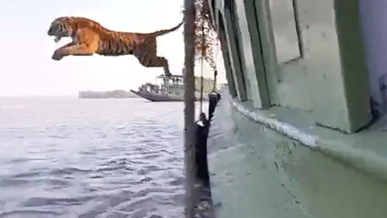 Royol Bengal Tiger: A tiger jumps into the water while moving in a boat ...