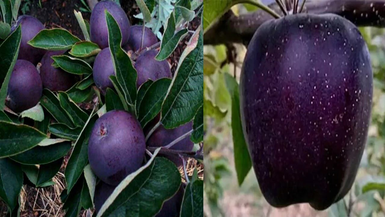 Black Diamond Apple 