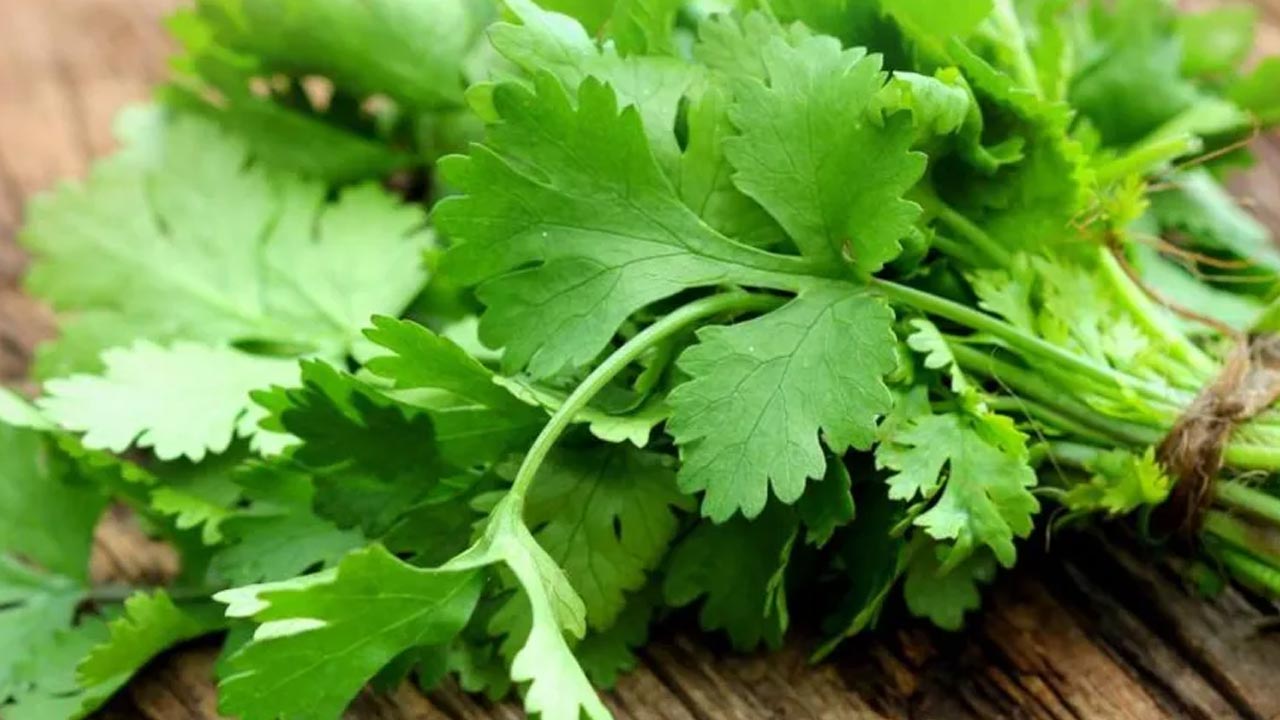Coriander Benefits Coriander can check all those problems .. and many