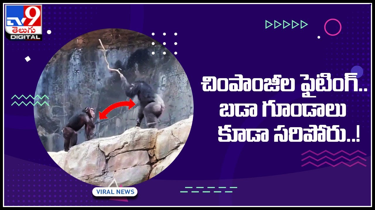 chimpanzees fighting: పొట్టు పొట్టు కొట్టుకున్న చింపాంజీలు.. బడా