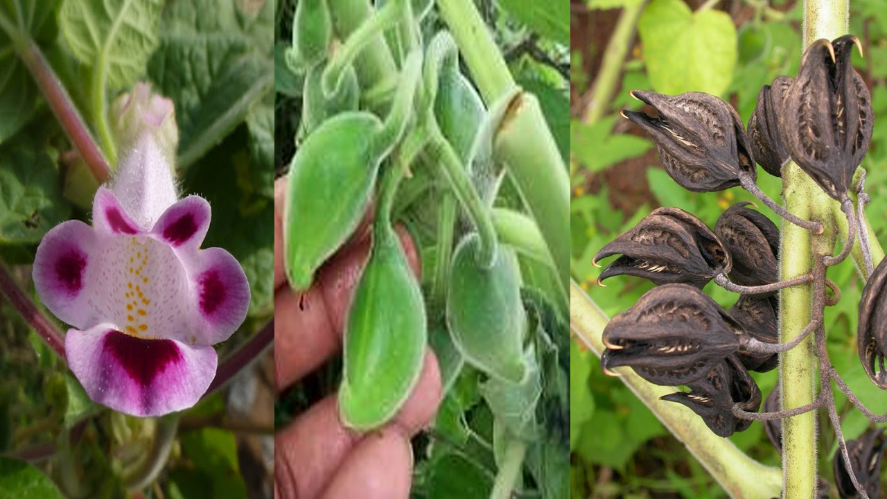 Garuda Mukku: ఏజెన్సీ ప్రాంతాల్లో దొరికే ఈ మొక్కలో ఎన్నో ఔషధ గుణాలు..  కనిపిస్తే వదలకండి | Martynia Annua plant (garuda mukku plant) uses and  amazing health benefits | TV9 Telugu