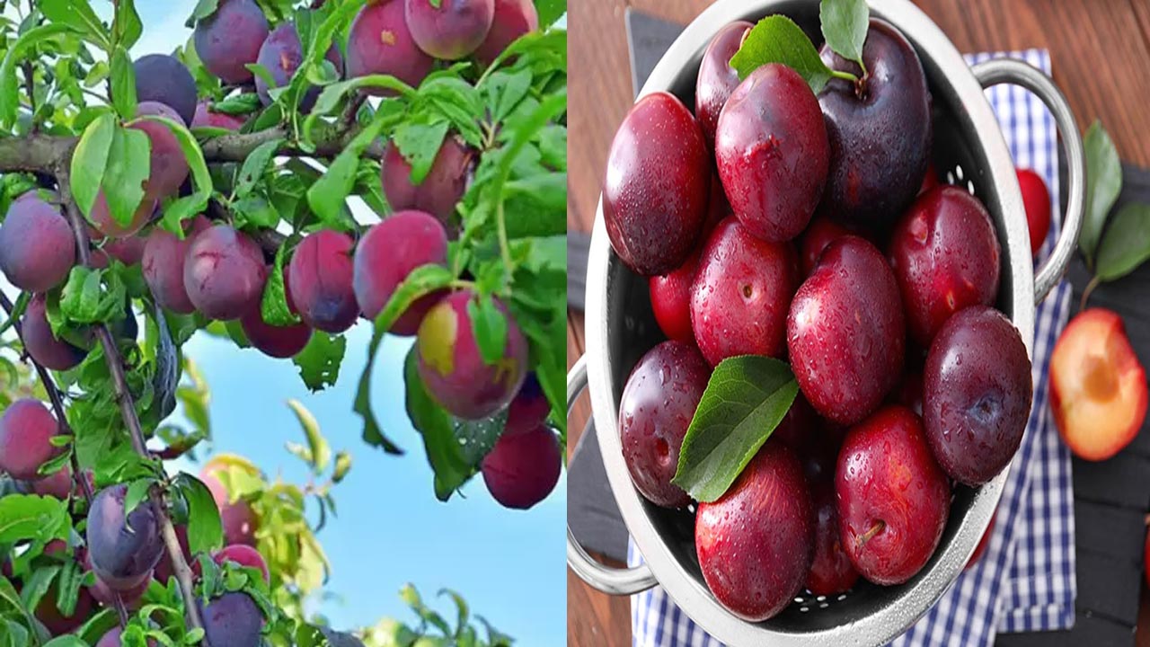 Alubukhara Benefits వర్షాకాలంలో దొరికే ఈ పండుని తినడం వలన సీజనల్