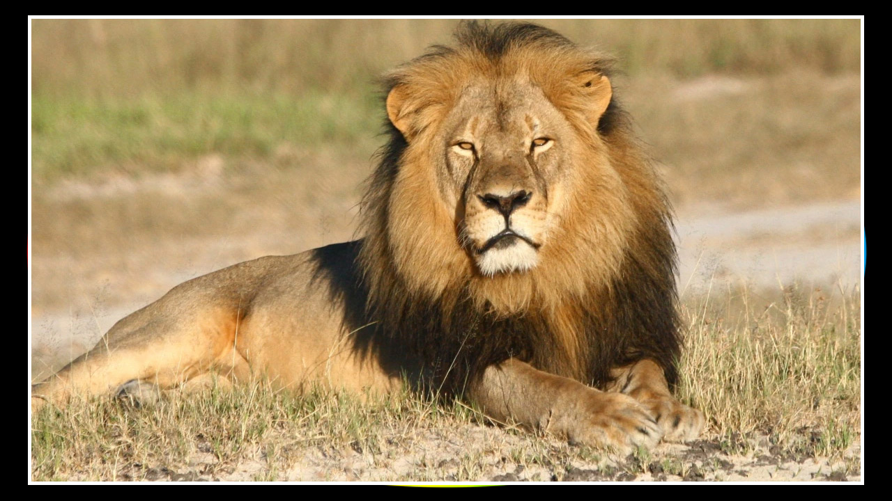 Lions For Sale ఈ సింహాలను కొనాలనుకుంటున్నారా అయితే ఈ బంపర్ ఆఫర్ మీ