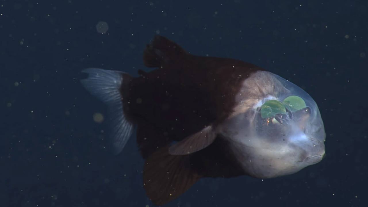 Barreleye Fish Green eyes, transparent head.. Fish or alien